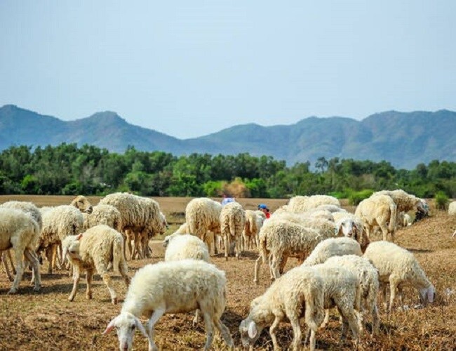 Đồng cừu Suối Nghệ