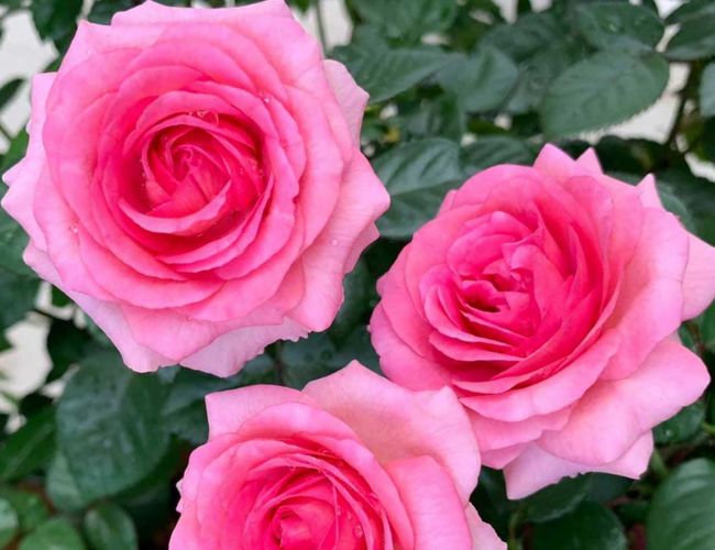 Hoa hồng Bernadette Lafont rose xuất xứ từ Pháp