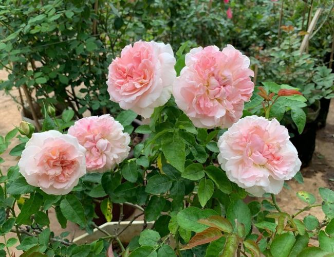 Hoa hồng Dames de chenonceau mang mùi nước hoa Pháp