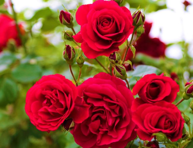 Hoa hồng đỏ tượng trưng cho tình yêu