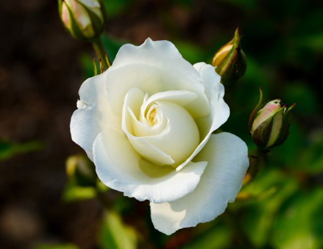 Hoa hồng trắng biểu tượng của sự thuần khiết