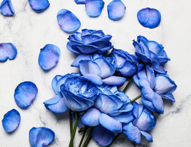 Hoa hồng xanh - Ý nghĩa về một tình yêu lãng mạn