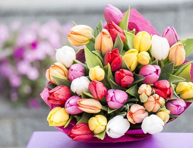 Hoa tulip - Loài hoa đa sắc màu, nhiều ý nghĩa