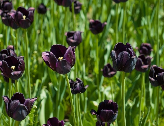 Hoa tulip đen