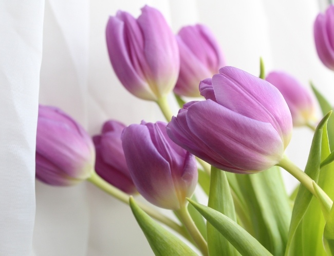 Hoa tulip tím