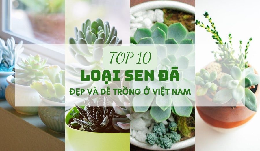 TOP 10 Loại Sen Đá Đẹp Và Dễ Trồng Ở Việt Nam