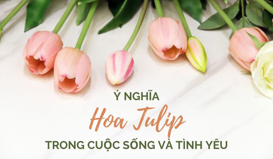 ý nghĩa hoa tulip trong cuộc sống và tình yêu